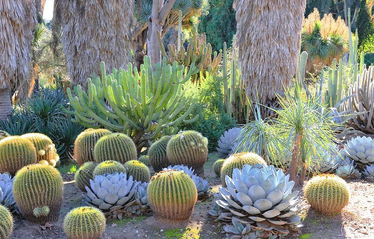 Agave parryi var. truncata 'Huntington' (Artichoke Agave)